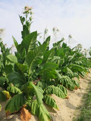 PLANT